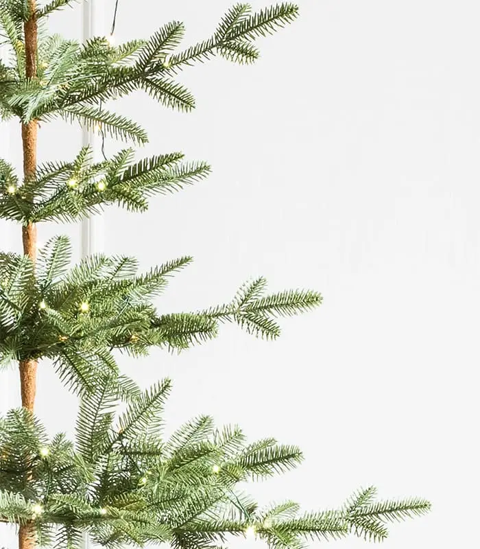 Alpine Balsam Fir Trees - Image 2