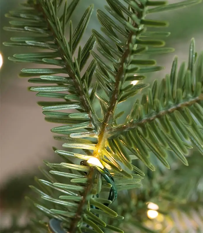 Alpine Balsam Fir Trees - Image 3