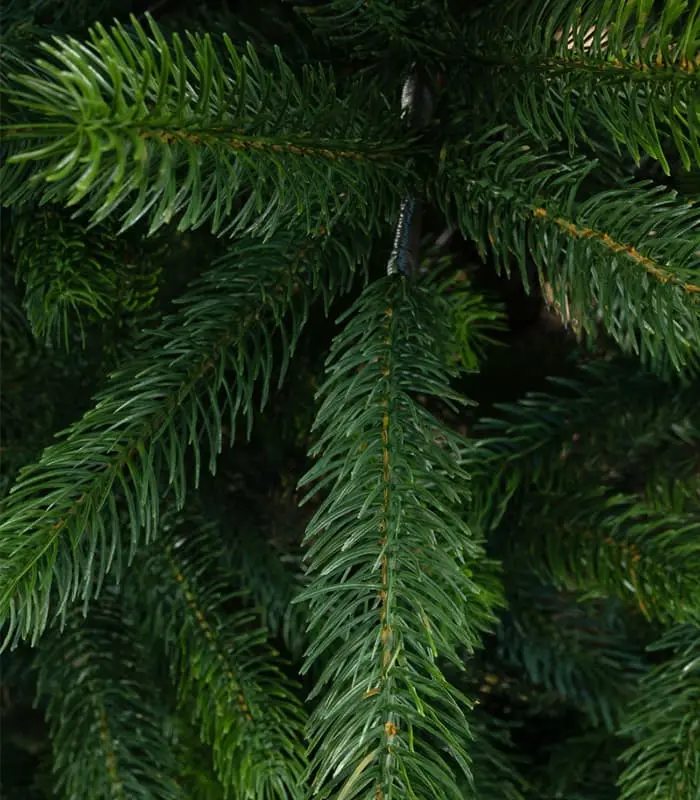 Christmas Tree - Ontario premium - Image 3