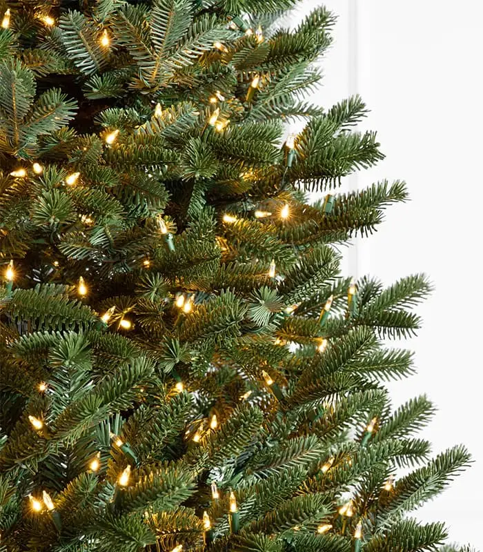 Fraser Fir Trees - Image 2