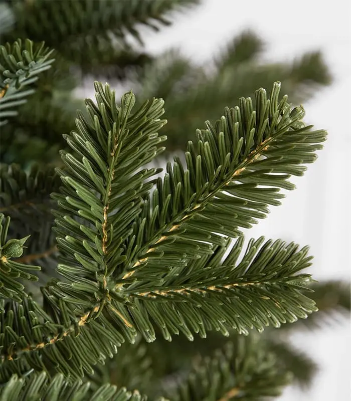 Fraser Fir Trees - Image 3