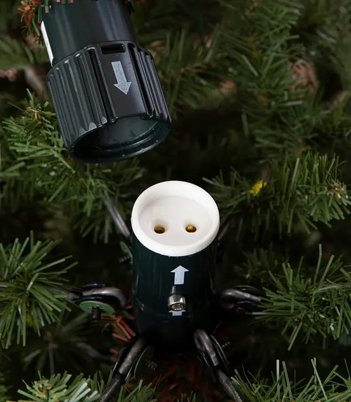 Fraser Fir Trees - Image 4