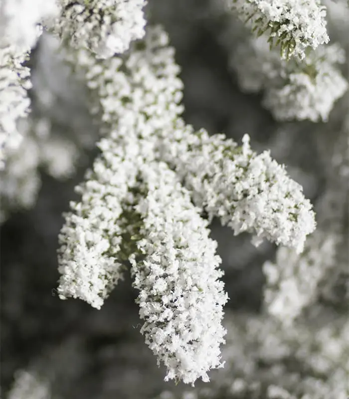 Frosted Christmas Tree - Image 3
