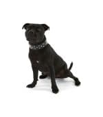All Day Staffy Leather Dog Collar Black - Image 3