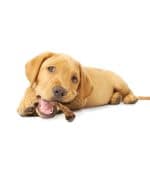 Nylabone Healthy Edibles Wild Turkey - Image 4