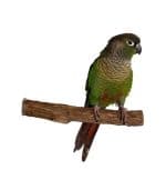 Polly's Pet Products Hardwood Bird Perch - Image 3