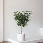Schefflera Tree