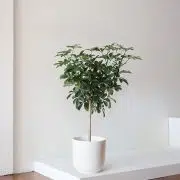 Schefflera Tree