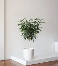 Schefflera Tree