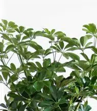 Schefflera Tree - Image 2