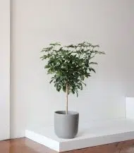 Schefflera Tree - Image 3