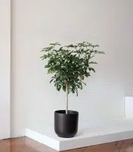 Schefflera Tree - Image 4