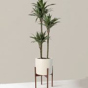 Dracaena Warneckii