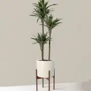 Dracaena Warneckii