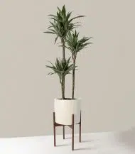 Dracaena Warneckii