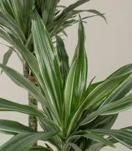 Dracaena Warneckii - Image 2