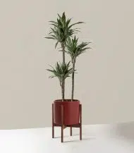 Dracaena Warneckii - Image 3