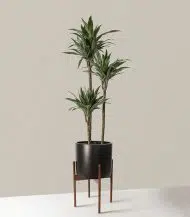 Dracaena Warneckii - Image 4