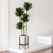 Dracaena Compacta