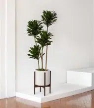 Dracaena Warneckii - Image 5