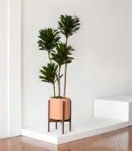 Dracaena Compacta - Image 3