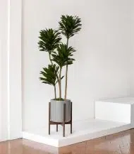Dracaena Compacta - Image 4