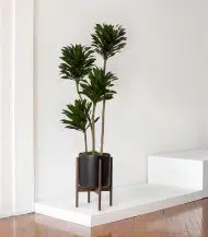 Dracaena Compacta - Image 5