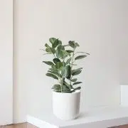 Ficus Audrey Large