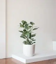 Ficus Audrey Large