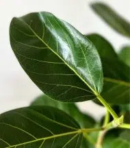 Ficus Audrey Large - Image 2