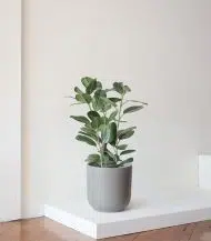 Ficus Audrey Large - Image 3