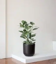 Ficus Audrey Large - Image 4