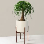 Ponytail Palm