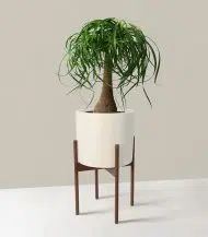 Ponytail Palm