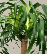 Ponytail Palm - Image 2