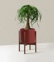 Ponytail Palm - Image 3