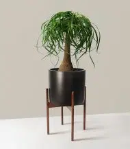 Ponytail Palm - Image 4