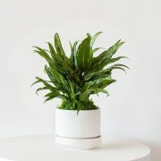 Tiger Evergreen