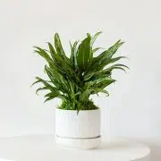 Tiger Evergreen