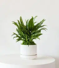 Tiger Evergreen