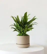 Tiger Evergreen - Image 3