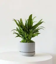 Tiger Evergreen - Image 4