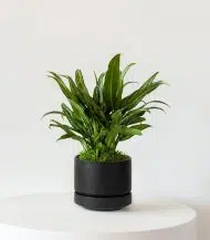 Tiger Evergreen - Image 5