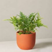 Autumn Fern