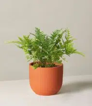 Autumn Fern