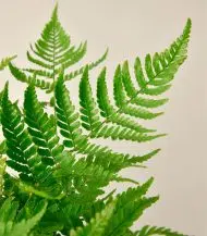 Autumn Fern - Image 2