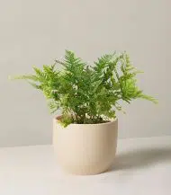 Autumn Fern - Image 3