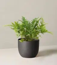 Autumn Fern - Image 4