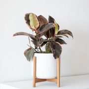 Pink Rubber Plant