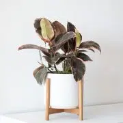 Pink Rubber Plant